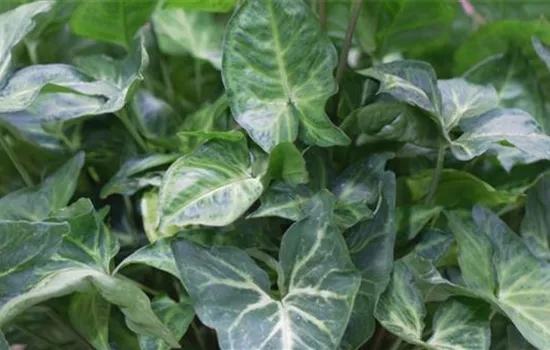 Veränderliche Purpurtute (Syngonium) - Umtopfen