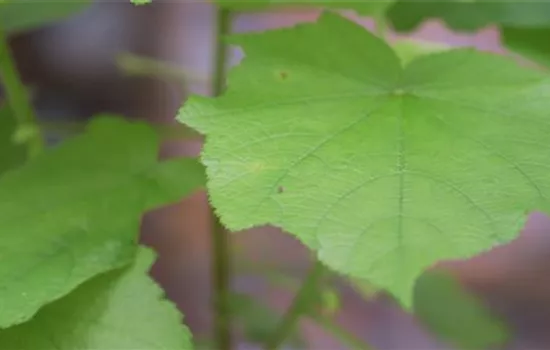 Zimmerlinde - Umtopfen