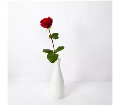Rote Rose pur Rote Rose pur