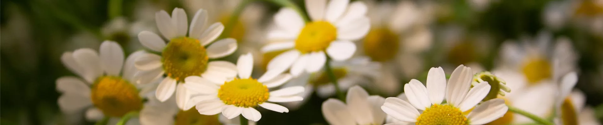 IMG_1686-1 Kopie-0-506-3456-740