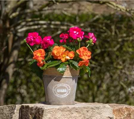 Begonien als blühende Akzente für Balkon und Garten Begonien als blühende Akzente für Balkon und Garten
