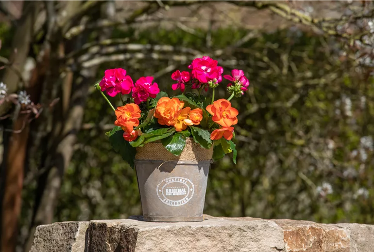Bepflanzter Übertopf im Gartenambiente Bepflanzter Übertopf im Gartenambiente