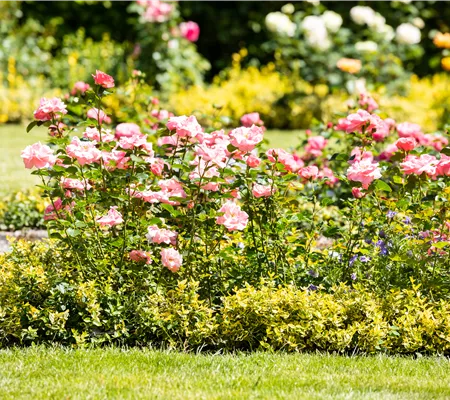 Bezaubernde Gartengestaltung mit Beetrosen entdecken Bezaubernde Gartengestaltung mit Beetrosen entdecken