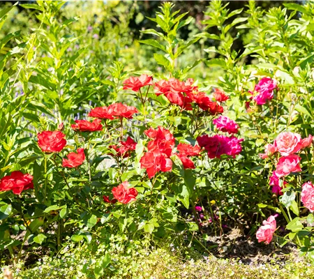 Beetrosen pflanzen und wunderschöne Blüten bewundern Beetrosen pflanzen und wunderschöne Blüten bewundern