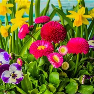 Frühlingsarrangements Frühlingsarrangements