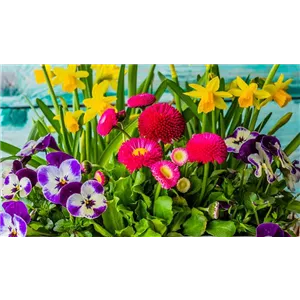 Frühlingsarrangements