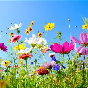 Endlich Sommer! Endlich Sommer!