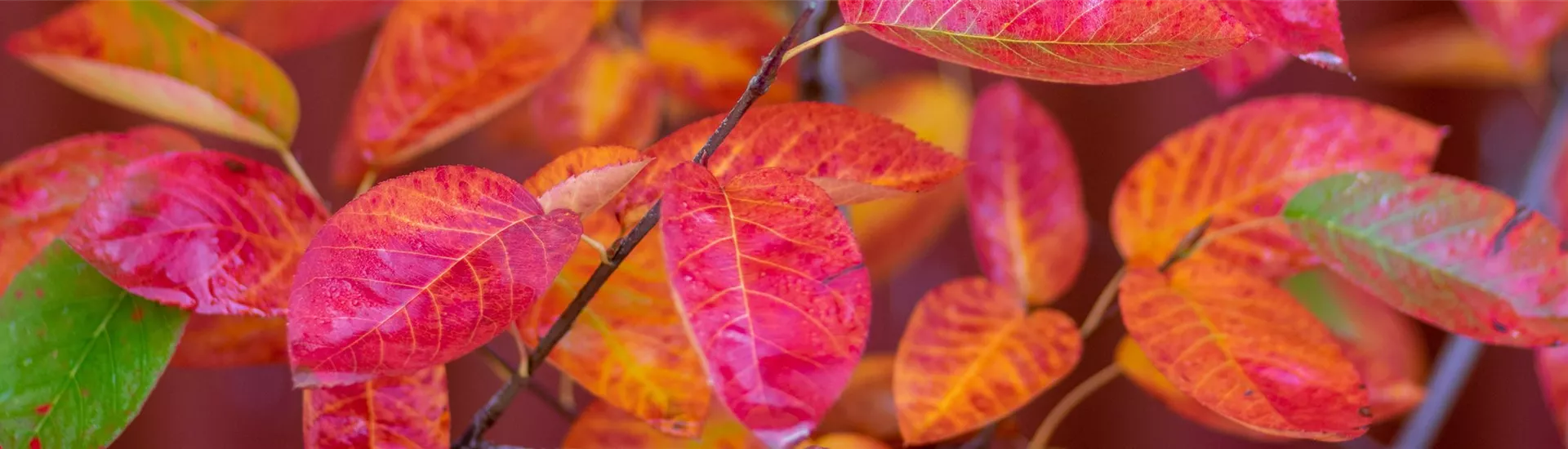 AdobeStock_449419436-0-1959-4500-964