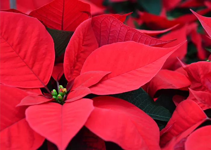 Weihnachtssterne aus unserer Gärtnerei