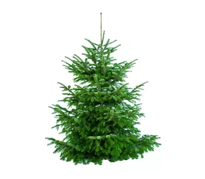 Weihnachtsbaum