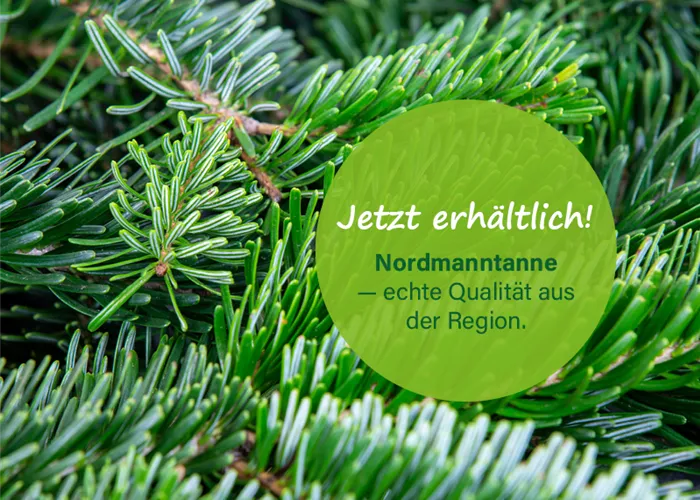 Weihnachtsbäume aus der Region