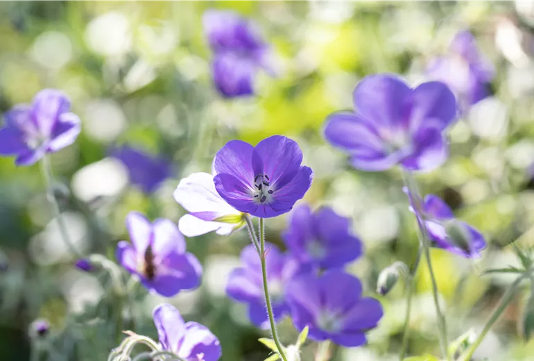 Geranium pratense
