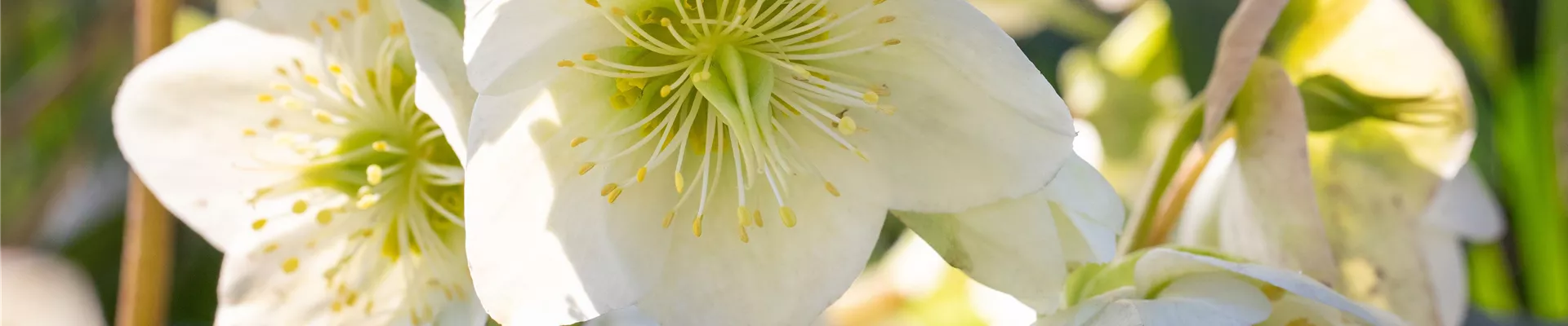 Helleborus x nigercors 'Green Corsican'