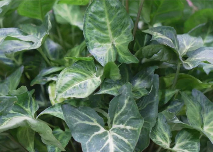 Veränderliche Purpurtute (Syngonium) - Umtopfen