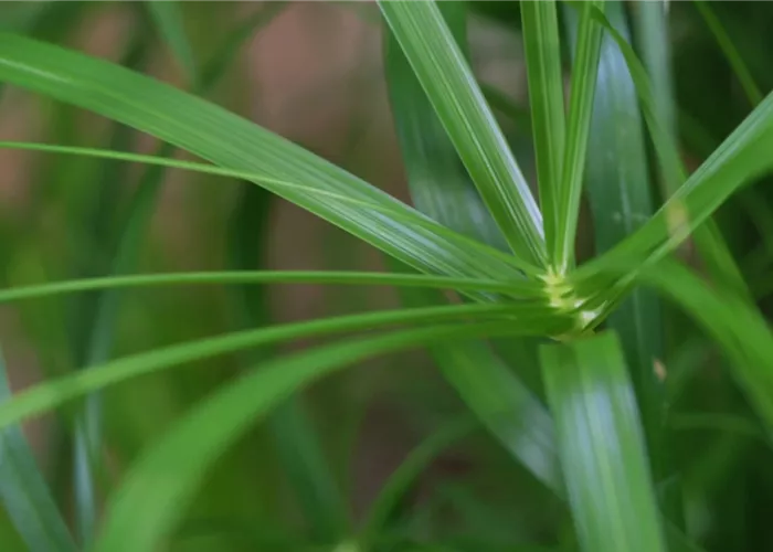 Zyperngras - Umtopfen