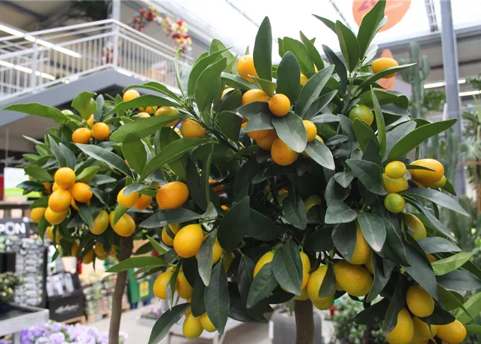 90 Jahre "Blumen Schmitt" - feiern Sie mit uns 