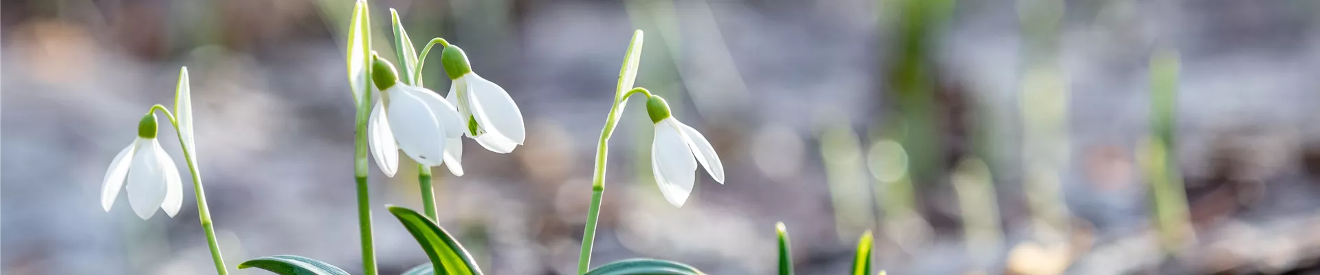 AdobeStock_246824301-0-1004-6000-1285