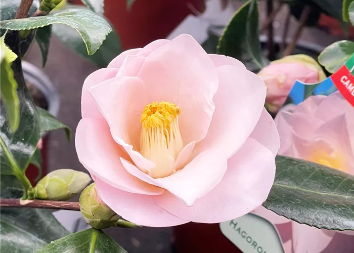 Die Kameliensaison beginnt!