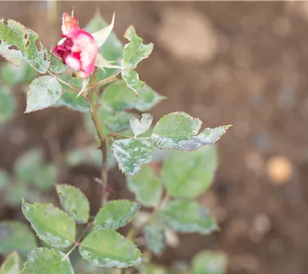 Die häufigsten Pflanzenkrankheiten erkennen und bekämpfen