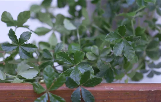 Russischer Wein - Umtopfen