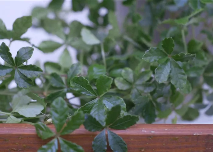 Russischer Wein - Umtopfen