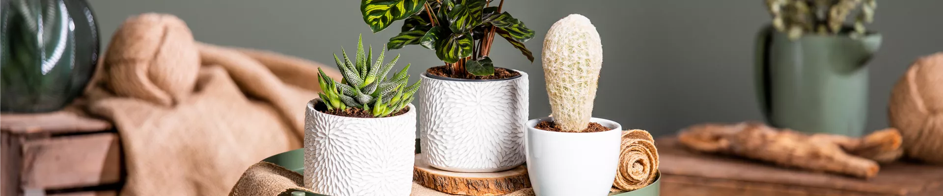 Verschiedene Zimmerpflanzen