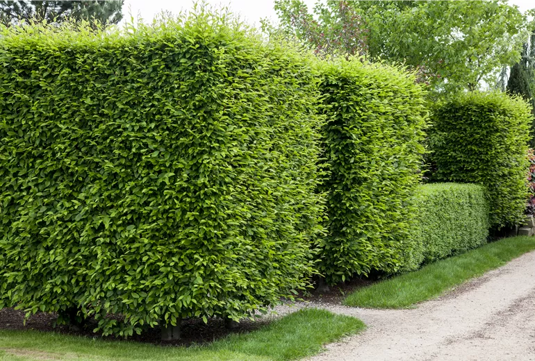 Buchenhecke Buchenhecke