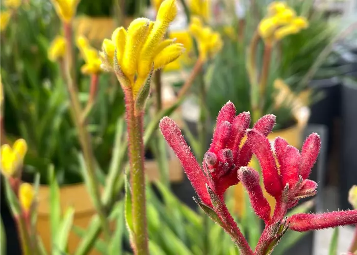 Geheimtipp: Die Kängurupfote