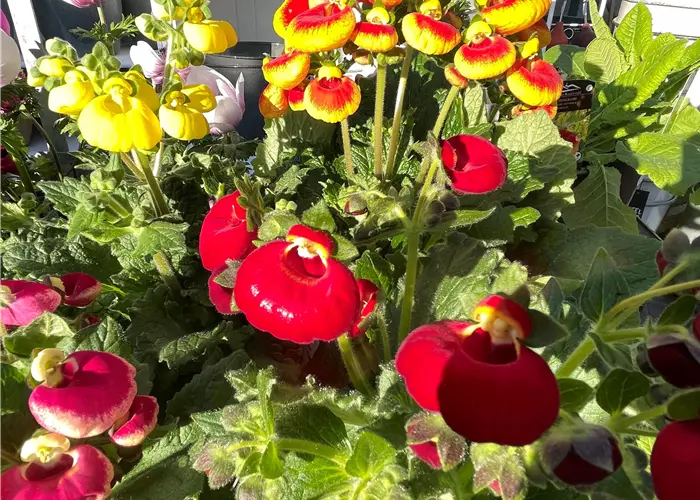 Frisch aus unserer hauseigenen Gärtnerei