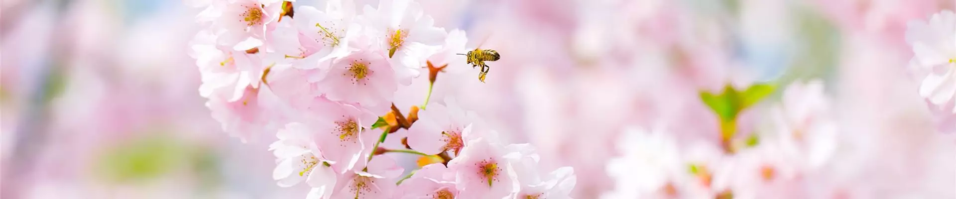 AdobeStock_123360552-0-542-3000-642