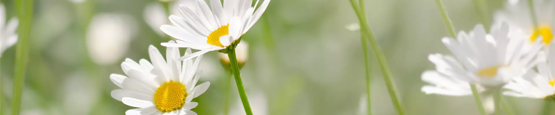 AdobeStock_309636314-Margeritte-0-1088-3478-745