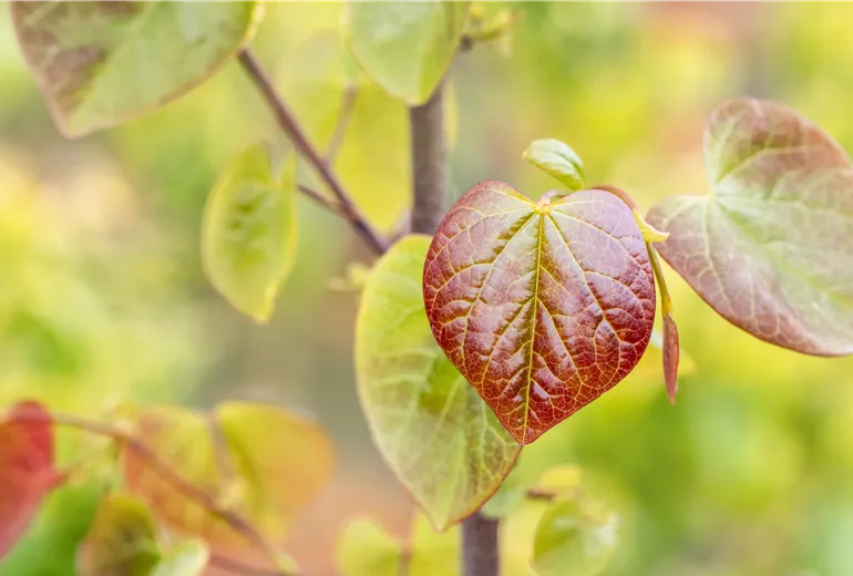 Cercis canadensis 'Merlot' Cercis canadensis 'Merlot'