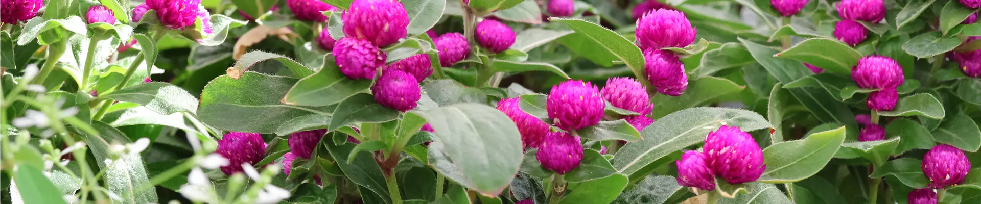 Gomphrena