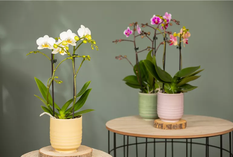 Phalaenopsis multiflora