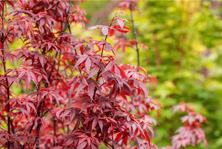 Acer palmatum 'Skeeter´s Broom' Acer palmatum 'Skeeter´s Broom'