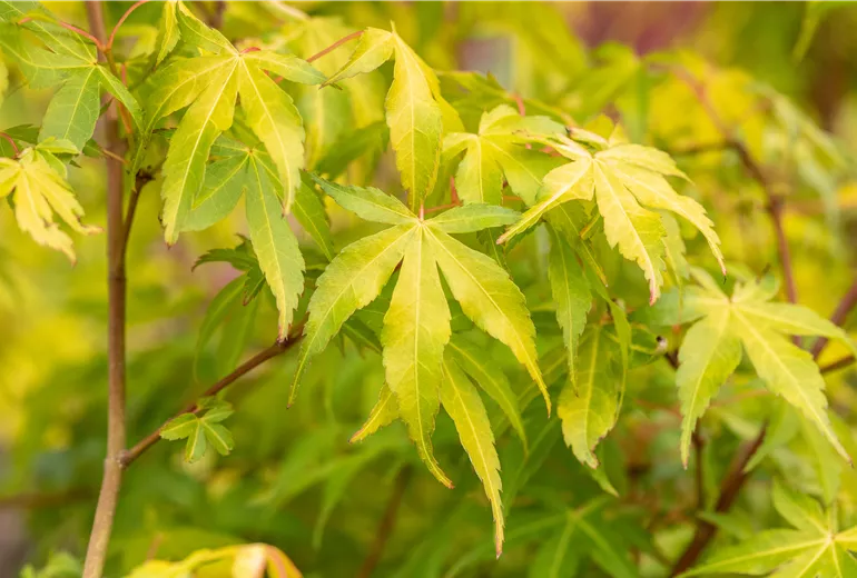 Acer palmatum 'Katsura' Acer palmatum 'Katsura'