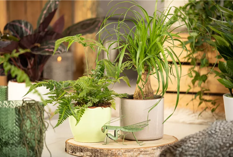 Davallia bullata, Beaucarnea recurvata