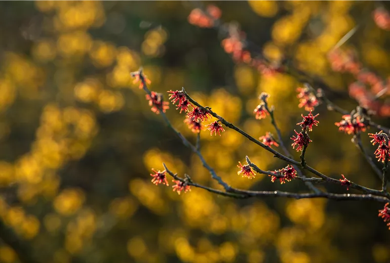 Hamamelis vernalis 'Lansing' Hamamelis vernalis 'Lansing'