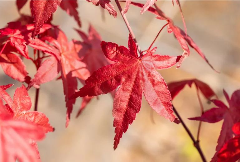 Acer palmatum 'Beni Maiko' Acer palmatum 'Beni Maiko'