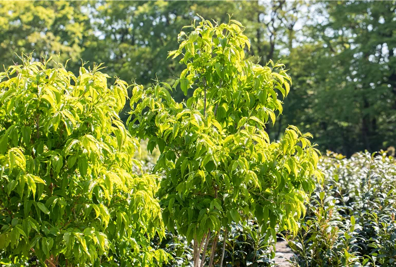 Heptacodium miconioides Heptacodium miconioides