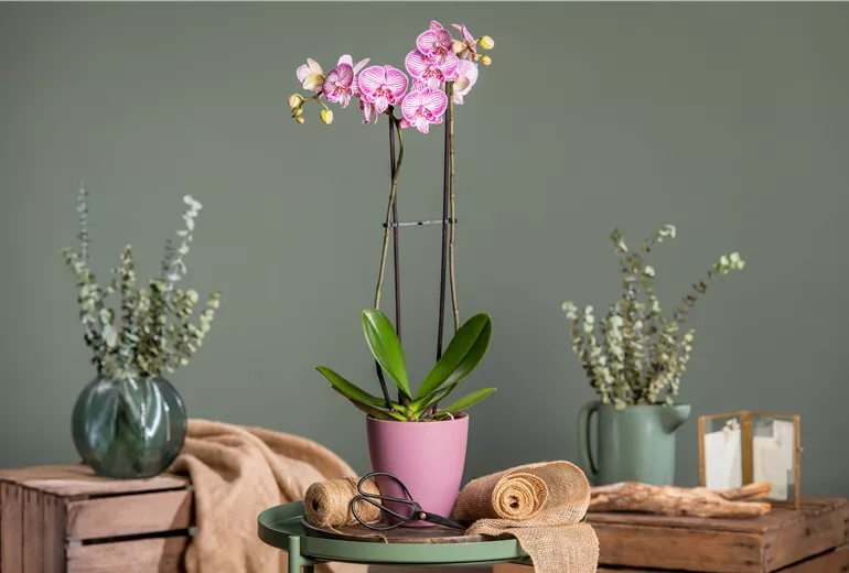 Phalaenopsis, gestreift
