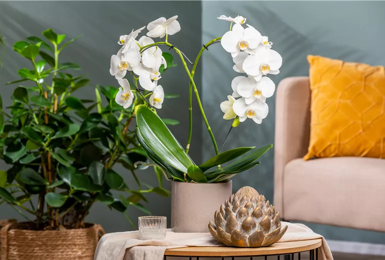 Phalaenopsis, Herz