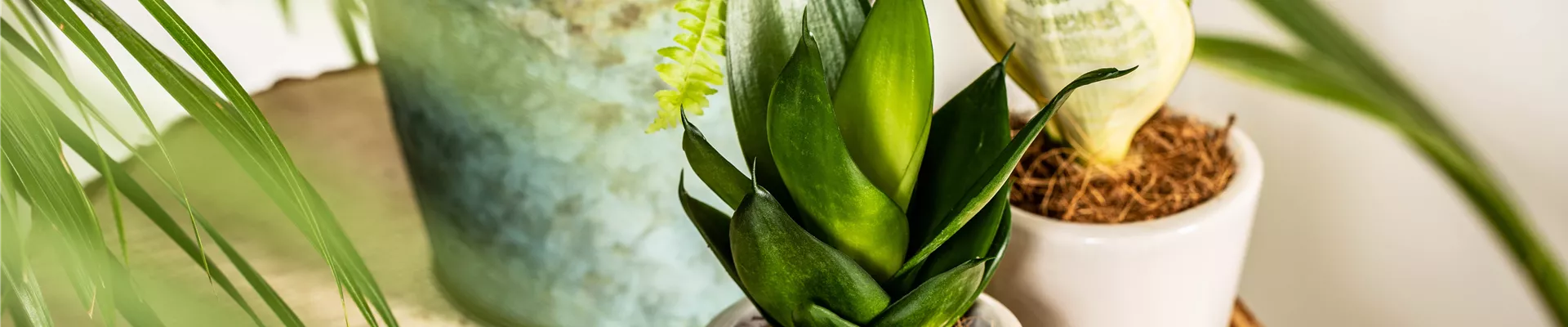 Sansevieria trifasciata