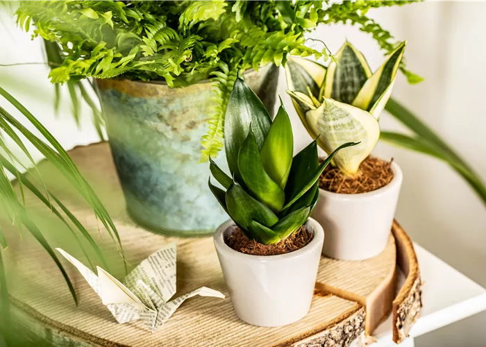 Raumgestaltung mit Zimmerpflanzen für einen grünen Dschungel