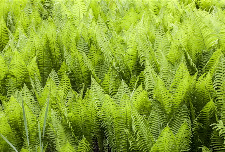 Athyrium Athyrium