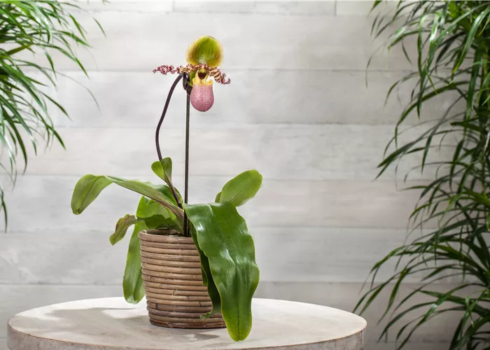 Wirksam gegen Krankheiten und Schädlinge bei Orchideen