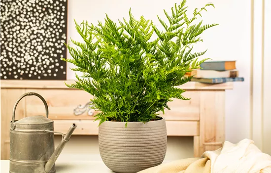 Zimmerpflanzen kaufen und Leben ins Haus holen