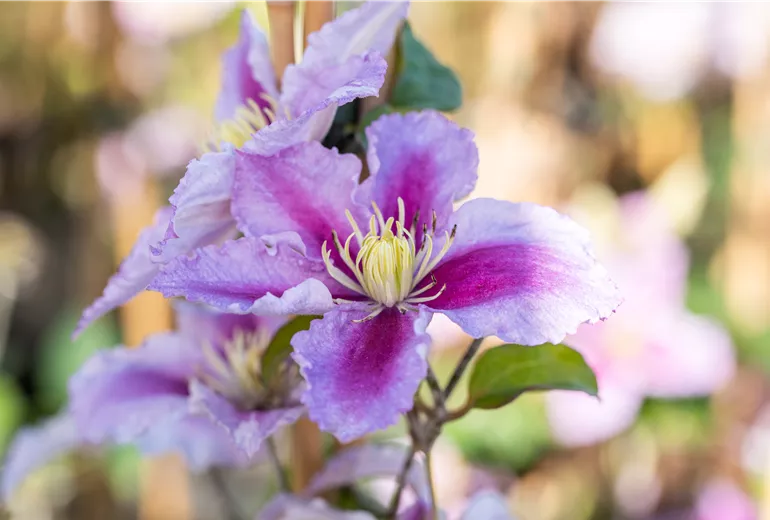 Clematis 'Piilu' Clematis 'Piilu'