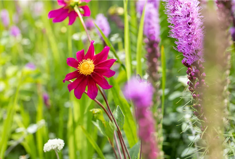 Dahlia Einfach blühend, karminrot