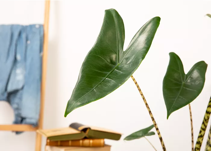 Zimmerpflanzen pflegen für die Gesundheit der Mitbewohner